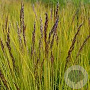 Deschampsia flexuosa 'Tatra Gold' GM P9 BIO