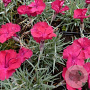Dianthus grat. 'Badenia' GM P9 BIO