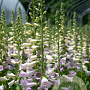 Digitalis purp. 'Camelot Lavender' GM P9 BIO