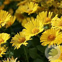 Doronicum or. 'Little Leo' GM P9 BIO