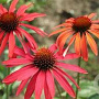 Echinacea 'Hot Summer' GM P9 BIO