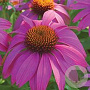 Echinacea p. Powwow Wild Berry GM P9 BIO