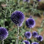 Echinops bannaticus GM P9 BIO