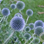 Echinops bannaticus 'Blue Glow' GM P9 BIO