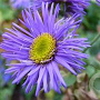 Erigeron 'Azure Beauty' GM P9 BIO