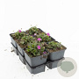 Erodium variabile 'Bishop's Form' GM P9 BIO