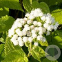 Eupatorium rugosum 'Braunlaub' GM P9 BIO