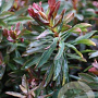 Euphorbia amygdal. Ruby Glow GM P9 BIO