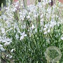 Gaura l. 'Snowbird' GM P9 BIO