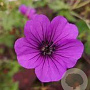 Geranium 'Hexham Velvet' GM P9 BIO