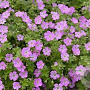 Geranium rivers. 'Mavis Simpson' GM P9 BIO