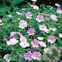 Geranium sang. 'Apfelblute' GM P9 BIO