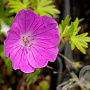 Geranium sang. 'Aviemore' GM P9 BIO