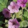 Geranium w. All Summer Joy GM P9 BIO