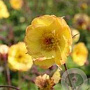 Geum 'Tequila Sunrise' GM P13 Biologisch