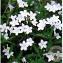 Glandora d. 'Alba' GM P9 BIO