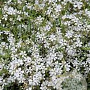 Gypsophila repens GM P9 BIO