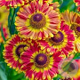 Helenium 'Fuego' GM P9 BIO