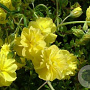 Helianthemum 'Sulphureum Plenum' GM P9 BIO
