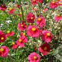 Helianthemum 'Supreme' GM P9 BIO