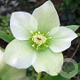 Helleborus o. 'Pretty Ellen White' GM P9 BIO