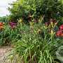 Hemerocallis 'American Revolution' GM P9 BIO