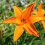 Hemerocallis 'Burning Daylight' GM P9 BIO
