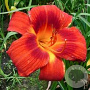 Hemerocallis 'Holiday Delight' GM P9 BIO