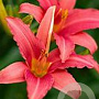 Hemerocallis 'Pink Damask' GM P9 BIO