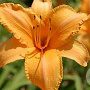 Hemerocallis 'Ruffled Apricot' GM P9 BIO