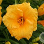 Hemerocallis 'Yellow Lollipop' GM P9 BIO