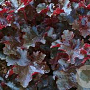 Heuchera 'Black Beauty' GM P9 BIO