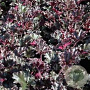 Heuchera 'Dark Secret' GM P9 BIO