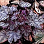 Heuchera 'Jade Gloss' GM P9 BIO