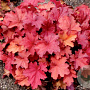 Heuchera 'Rio' GM P9 BIO