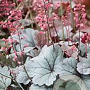 Heuchera 'Silver Gumdrop' GM P9 BIO