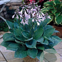 Hosta 'Fortunei Hyacinthina' GM P9 BIO