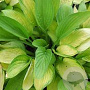 Hosta 'Gold Standard' GM P9 BIO