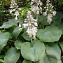 Hosta sieboldiana GM P9 BIO