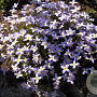 Houstonia caer. 'Millard's Variety' GM P9 BIO
