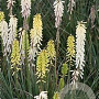 Kniphofia 'Little Maid' GM P9 BIO