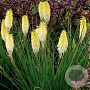Kniphofia 'Pineapple Popsicle' GM P9 BIO