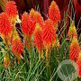 Kniphofia 'Royal Castle' GM P9 BIO