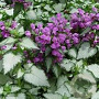Lamium mac. 'Red Nancy' GM P9 BIO