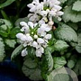 Lamium mac. 'White Nancy' GM P9 BIO