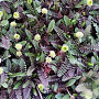 Leptinella squalida 'Platt's Black' GM P9 BIO