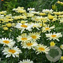 Leucanthemum (S) 'Banana Cream' GM P9 BIO
