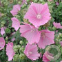 Malva alcea 'Fastigiata' GM P9 BIO
