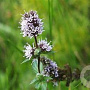 Mentha piperita GM P9 BIO