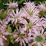 Monarda 'Fishes' GM P9 BIO